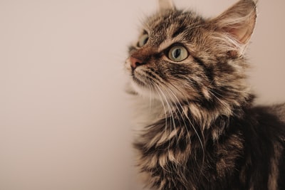 短毛黑色和棕色的小猫
